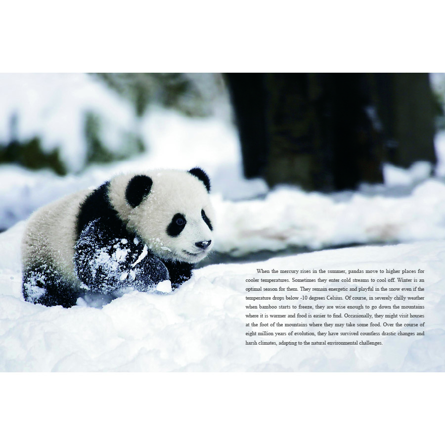 Sample pages of Unveiling Giant Pandas (ISBN:9787508548067)