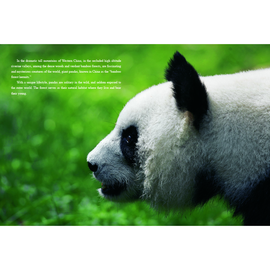 Sample pages of Unveiling Giant Pandas (ISBN:9787508548067)