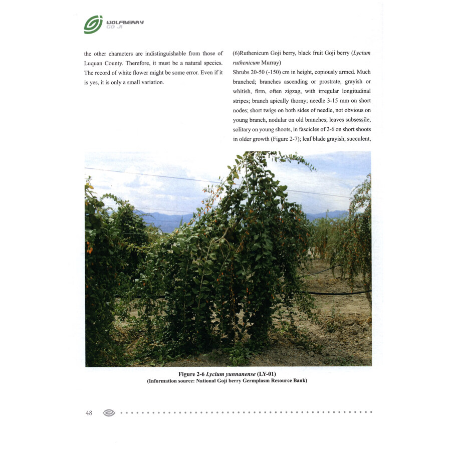 Sample pages of Wolfberry (ISBN:9787552562972)