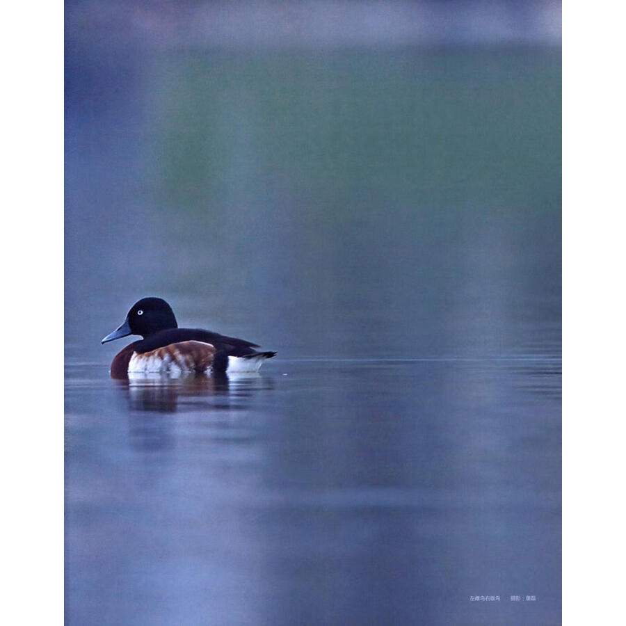 Sample pages of RARE AND ENDEMIC BIRDS IN MOUNTAINS OF SOUTHWEST CHINA (ISBN:9787574011359)