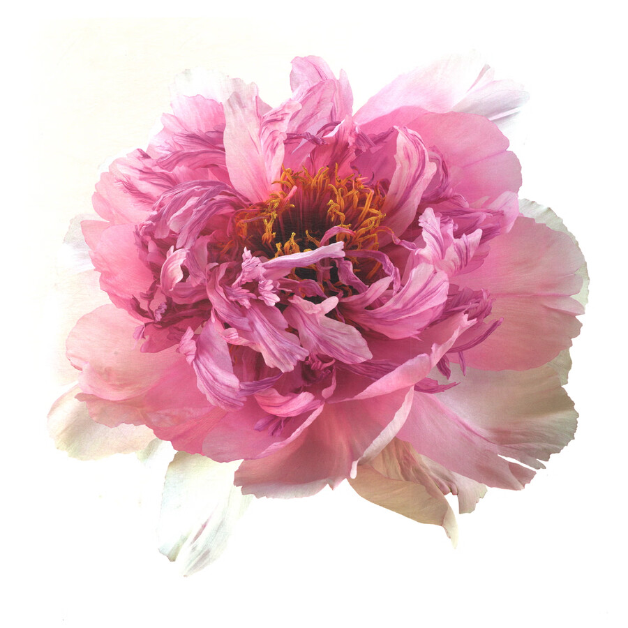 Sample pages of Peony, the National Beauty & Nine Songs (ISBN:9787517914402)