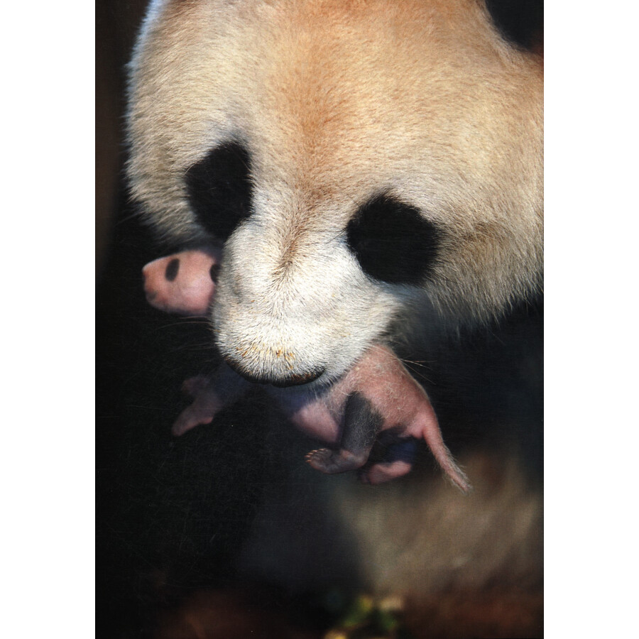 Sample pages of Unveiling Giant Pandas (ISBN:9787508548067)
