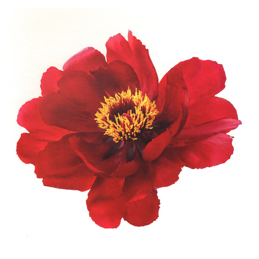 Sample pages of Peony, the National Beauty & Nine Songs (ISBN:9787517914402)