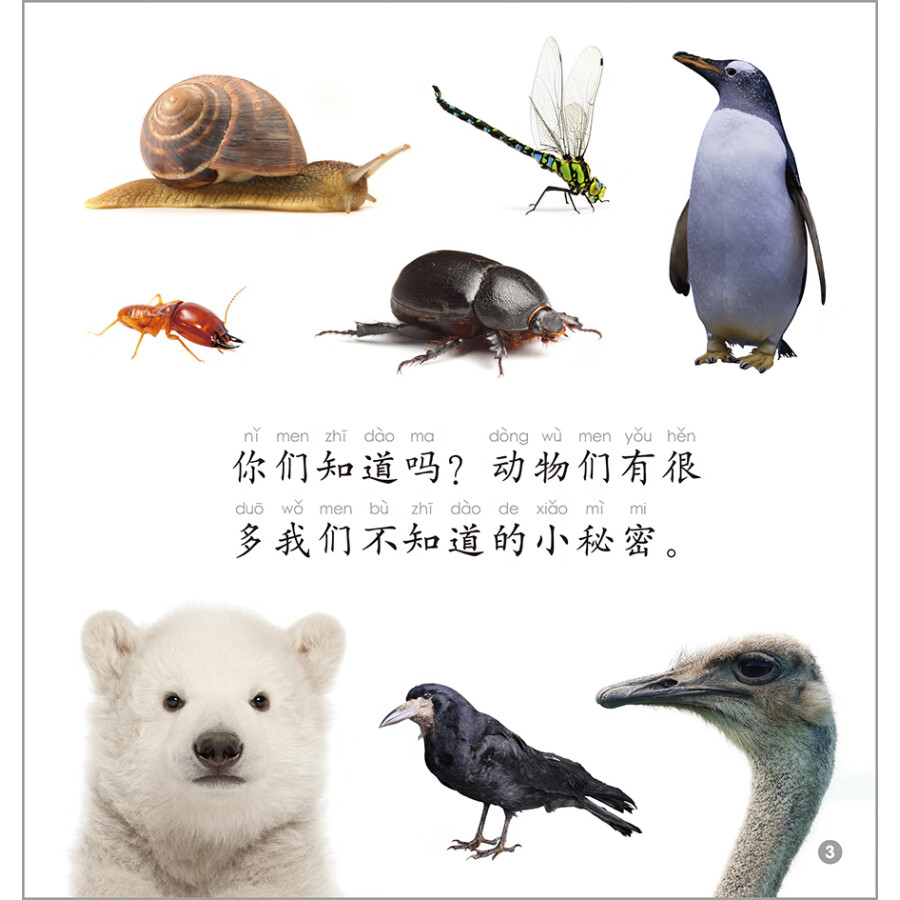 Sample pages of Rainbow Dragon Graded Chinese Reader: Level 3: Animals (5 books) (ISBN:9787521335217)