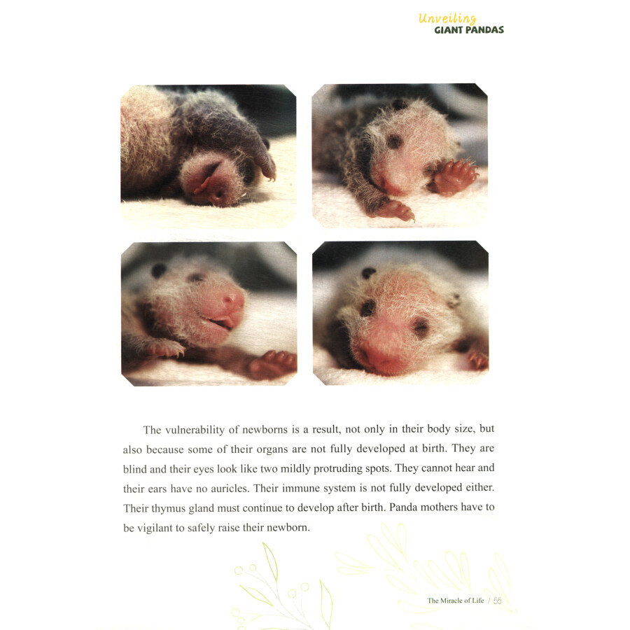 Sample pages of Unveiling Giant Pandas (ISBN:9787508548067)