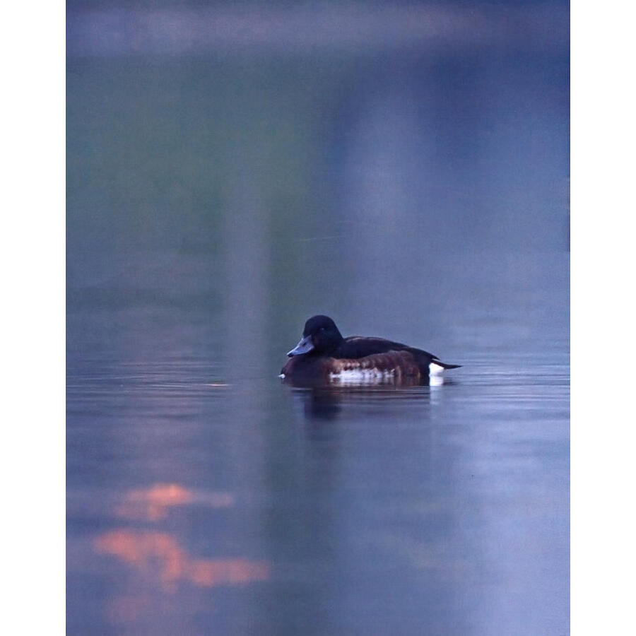 Sample pages of RARE AND ENDEMIC BIRDS IN MOUNTAINS OF SOUTHWEST CHINA (ISBN:9787574011359)