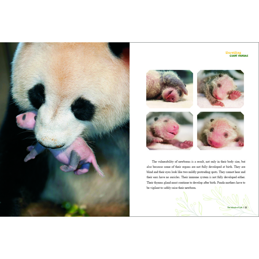 Sample pages of Unveiling Giant Pandas (ISBN:9787508548067)