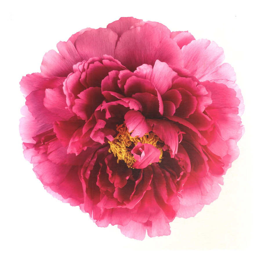 Sample pages of Peony, the National Beauty & Nine Songs (ISBN:9787517914402)