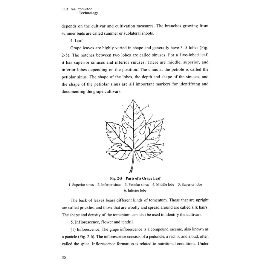 Sample pages of Fruit Tree Production Technology (ISBN:9787504780393)
