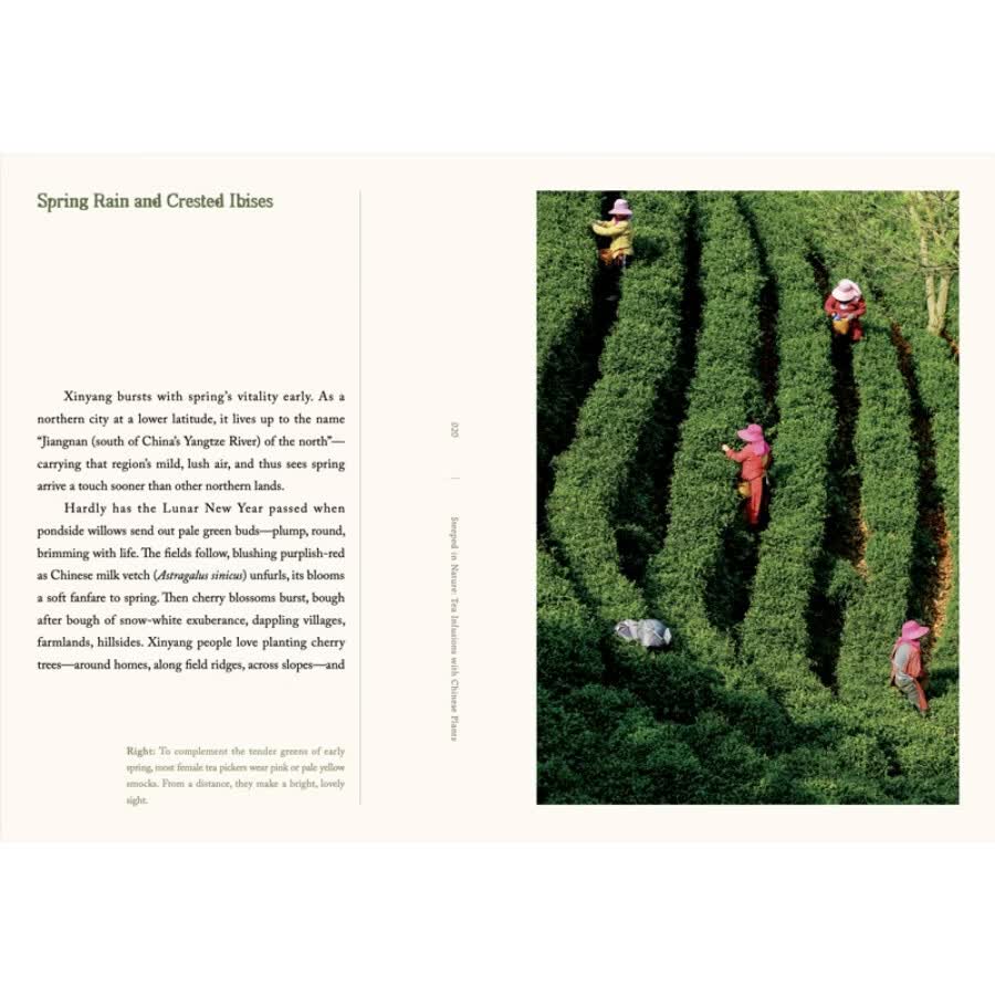Sample pages of Steeped in Nature:Tea Infusions with Chinese Plants (ISBN:9787571360818)